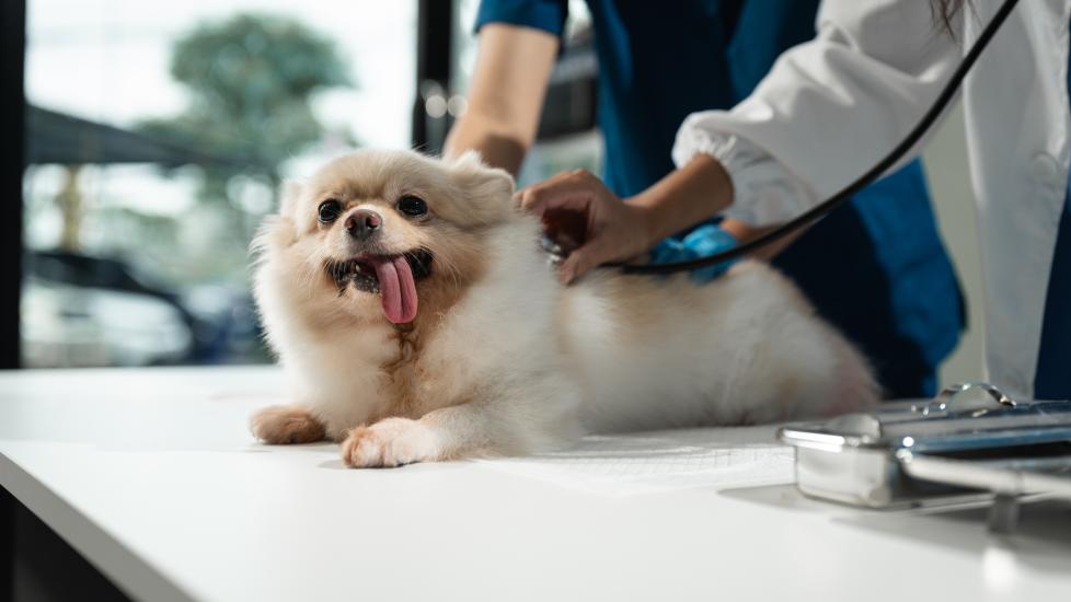kidney stones in dogs; a Pomeranian dog is examined by their veterinarian for kidney stones.